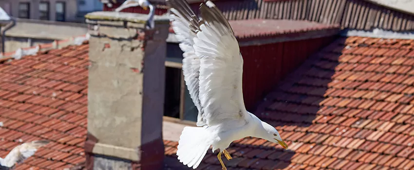Residential Chimney Animal Removal Solution in Dana Point, CA